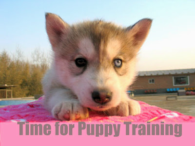 best puppy training tips