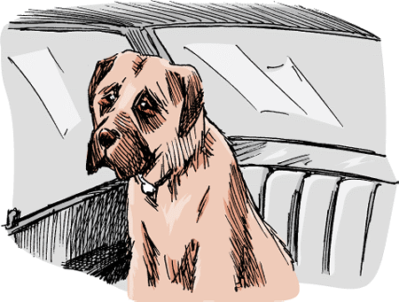 How to Treat and Prevent Travel Sickness of Your Dog