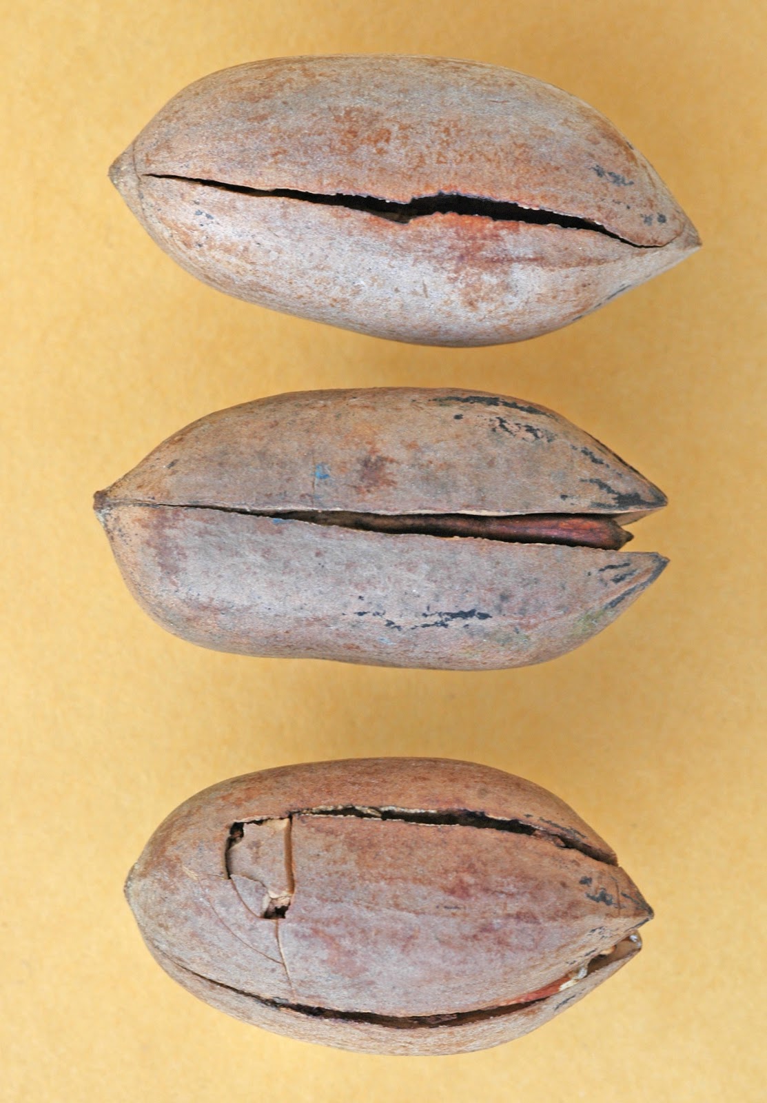 Northern Pecans Cracked pecan shells at harvest