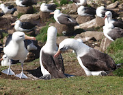 Albatros de Ceja Negra (Black-browed Albatross) Thalassarche melanophris, . pc 