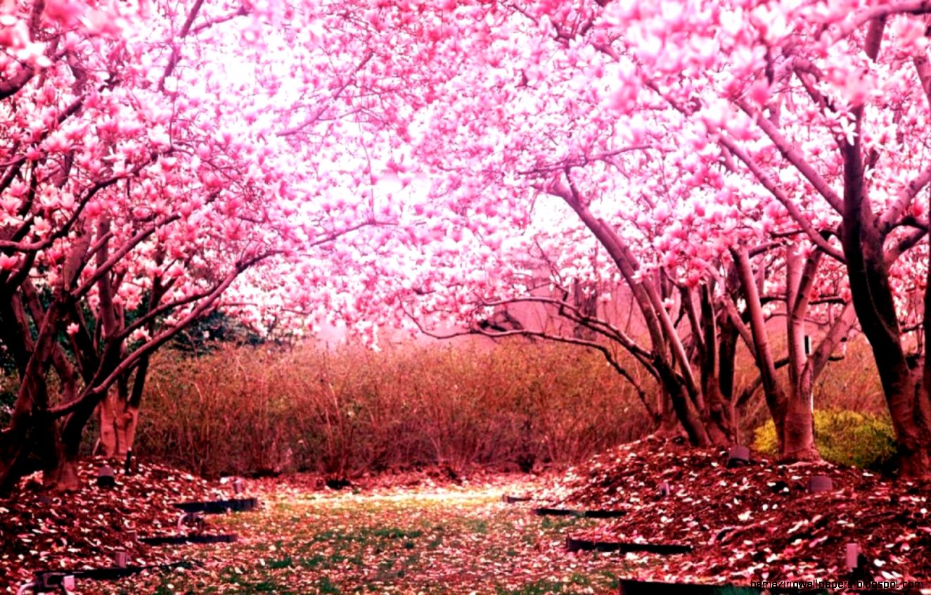 Featured image of post Wallpaper Anime Cherry Blossom Background - Follow the vibe and change your wallpaper every day!