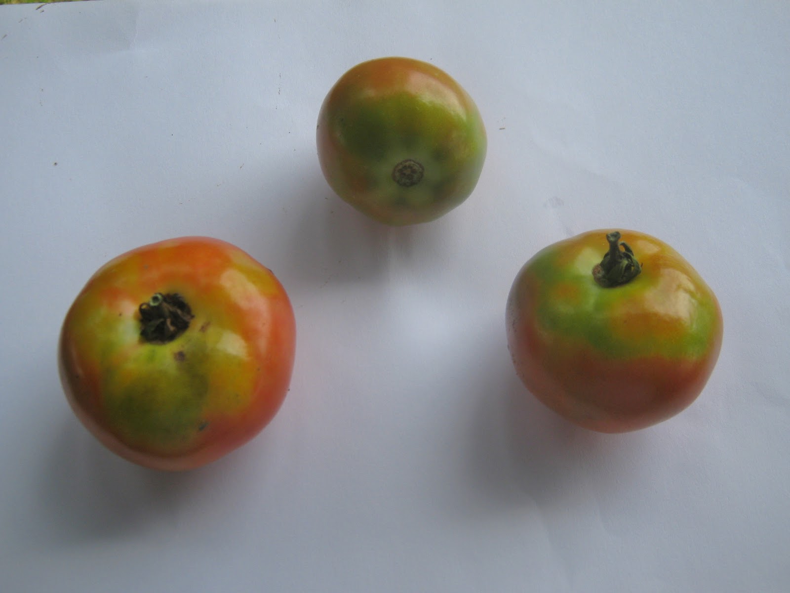 Garden Guy Hawaii Tomatoes Yellow Shoulder Disorder