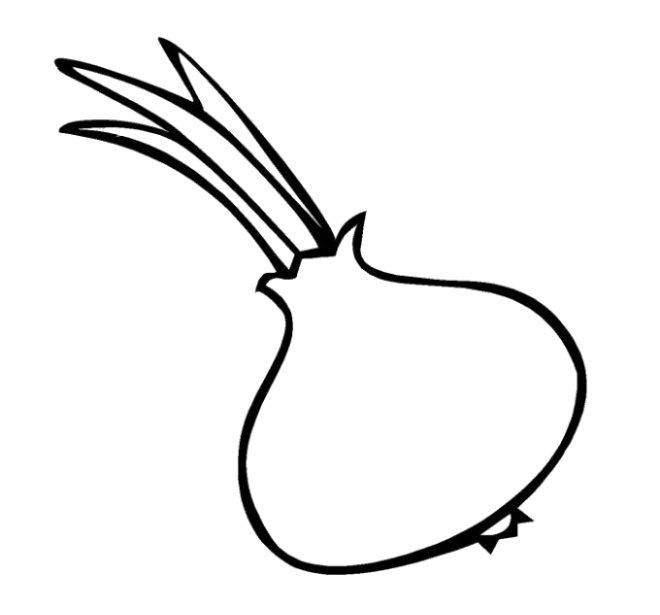 Cebollas Para Dibujar Imagui