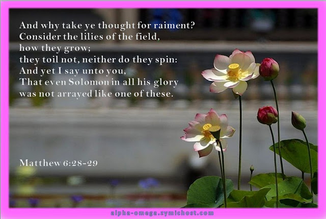 And why take ye thought for raiment? Consider the lilies of the field, how they grow; they toil not, neither do they spin: And yet I say unto you, That even Solomon in all his glory was not arrayed like one of these.