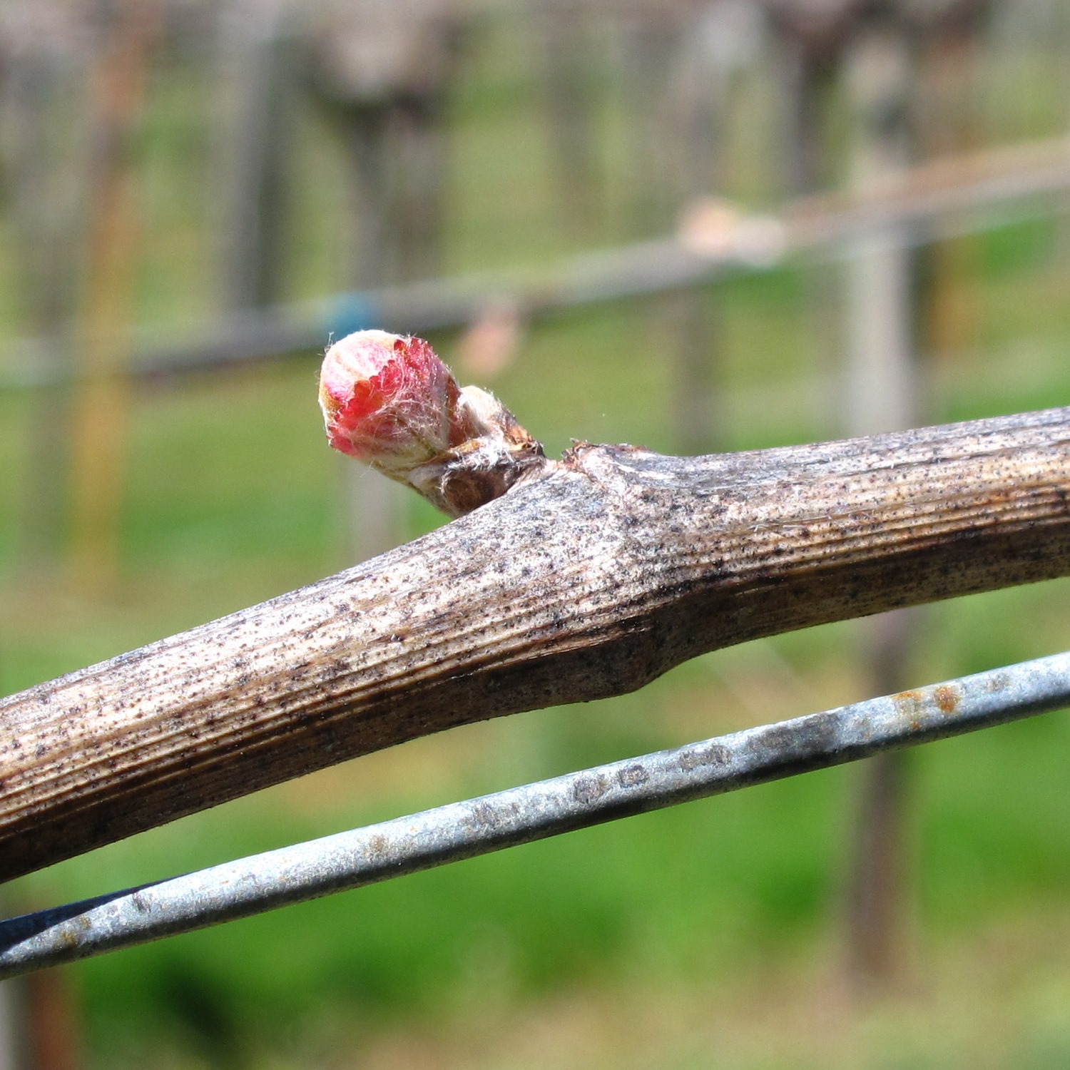 Airlie's Winemaker Bud break!