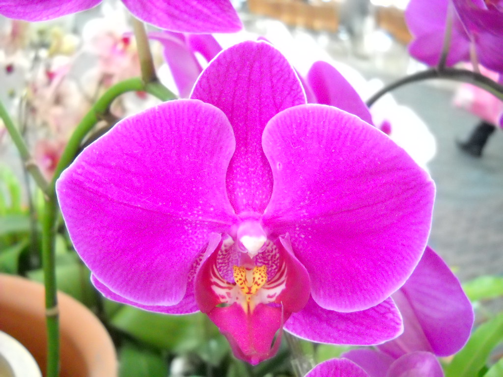 Daily Glimpses Of Japan Orchids At Okinawa Airport