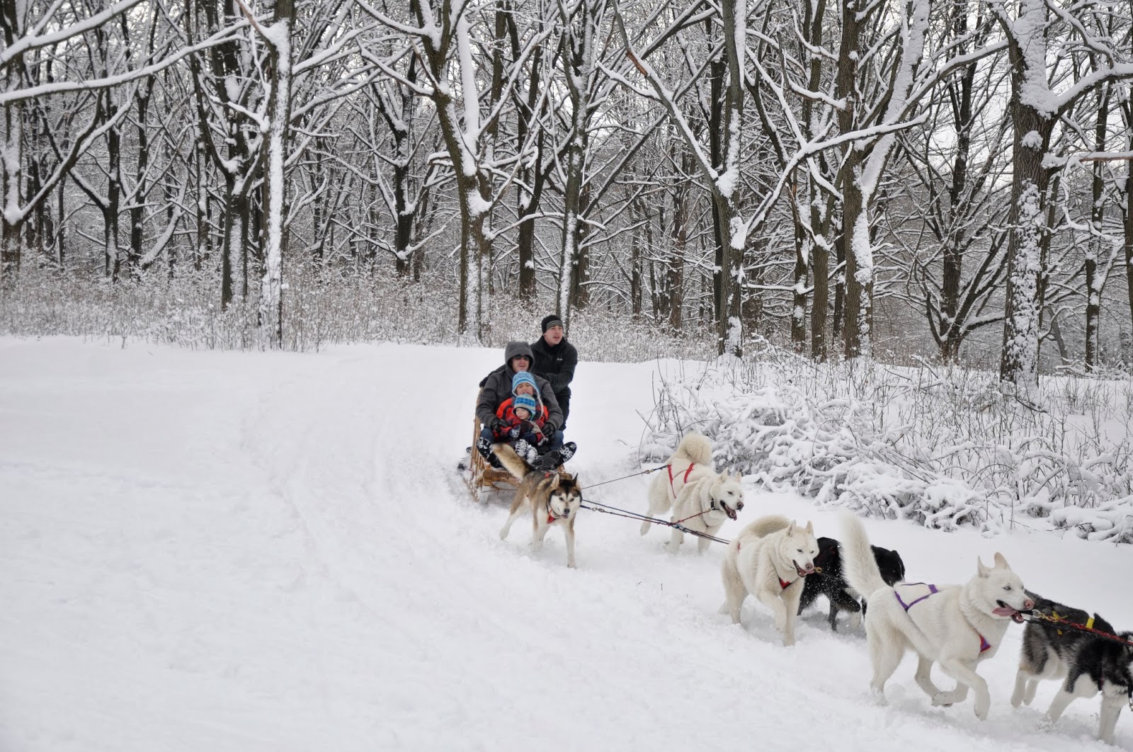 Milwaukee Area Parks Dog Sledding In Whitnall Park