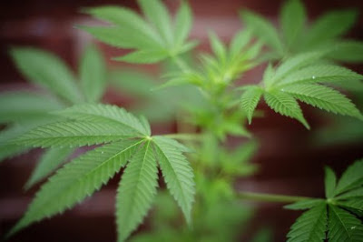 cultivo de maconha cultivo de maconha