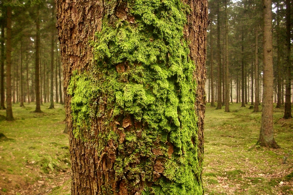 Stoked4Life Blog (©) On Which Side of the Tree does Moss grow?