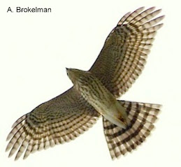 Sharp-shinned Hawk (juvenile)