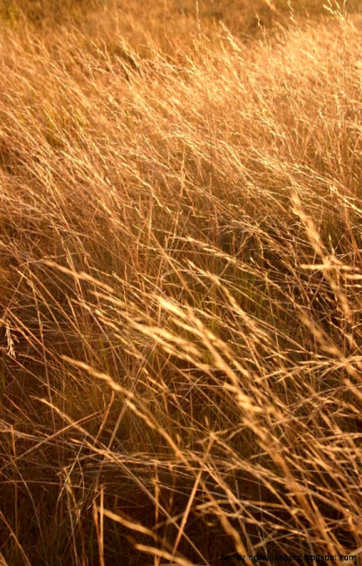 Prairie Grass Texture 2 by ArtistStock on DeviantArt Prairie Grass Texture 2 by ArtistStock on DeviantArt