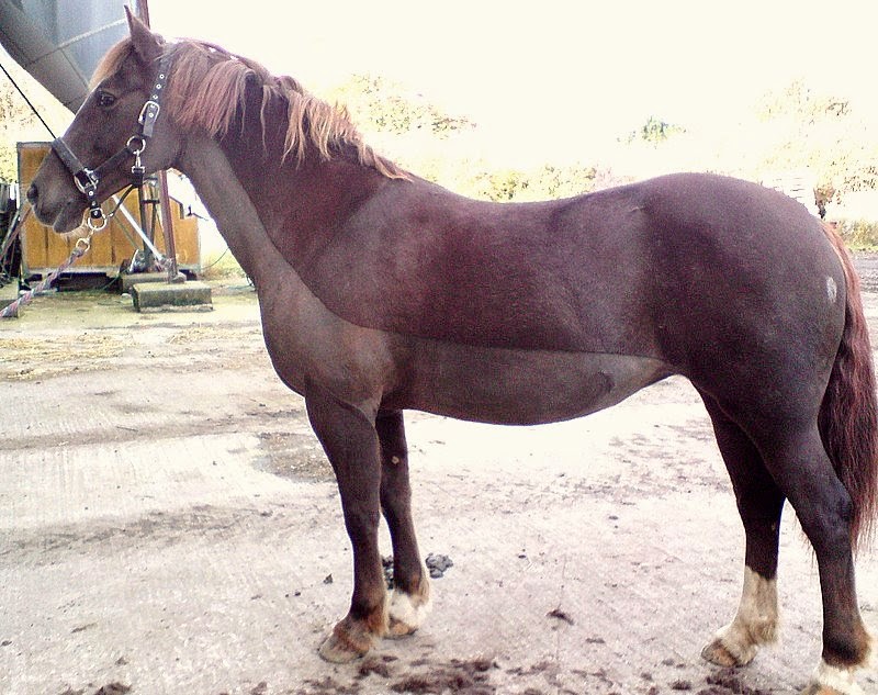 Horse Life and Love Clipping