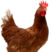 Gambar Ayam Pitik