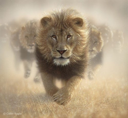 05-Lions-Collin-Bogle-Animal-Wildlife-in-Art-www-designstack-co