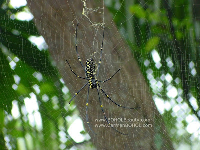 giant spiders black and yellow banana spider Philippine insects Philippines insect