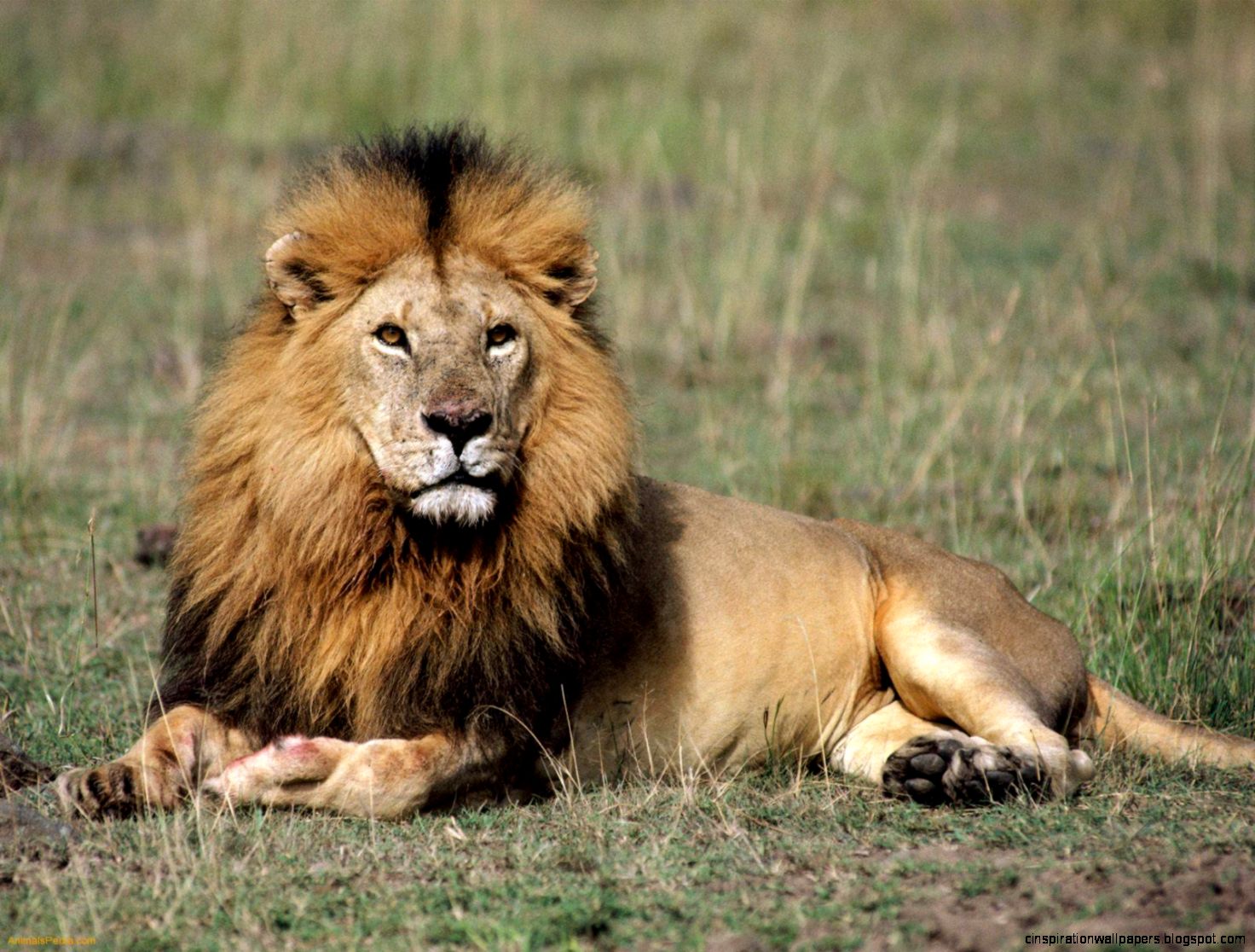 Lion Facts for Kids Lion Facts for Kids