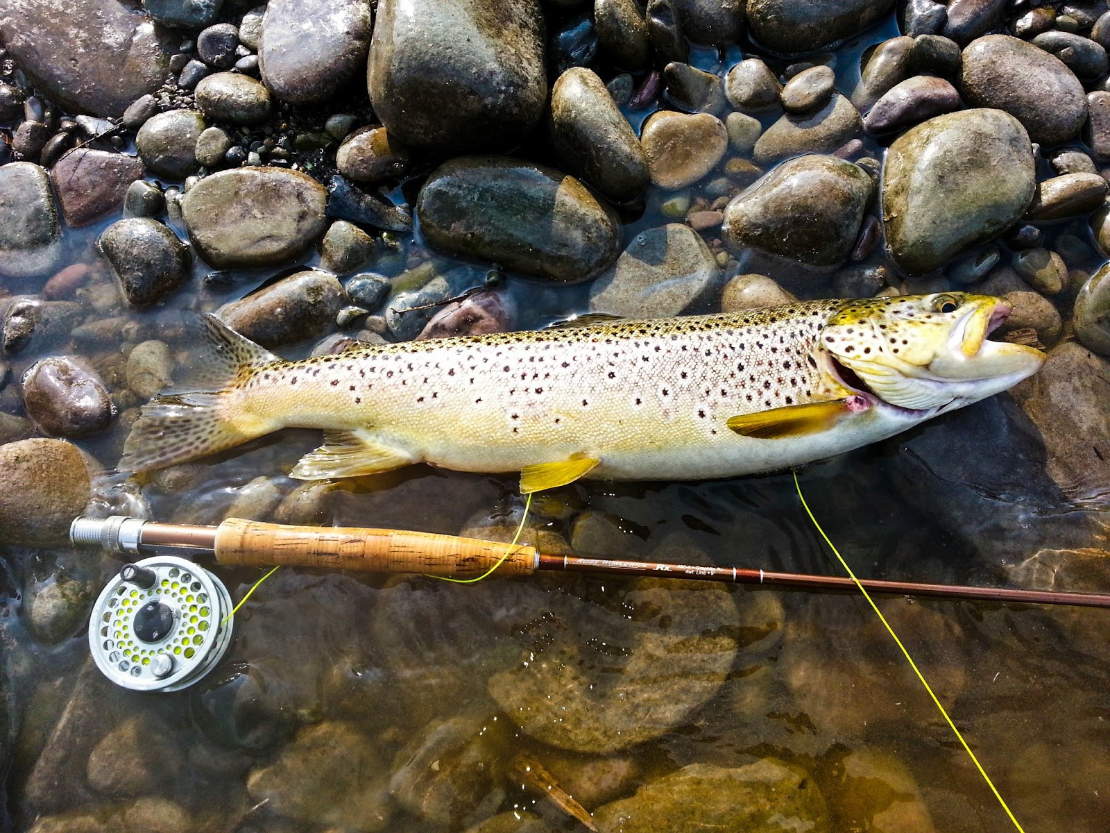 Pocono Fly Fishing 20 inch Brown Trout Brodhead Creek, May 23rd, 2013