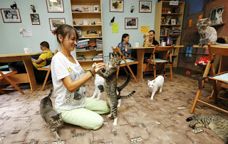 Defensores dos animais criam café com gatos na Sibéria (Foto: Ilya Naymushin/Reuters)