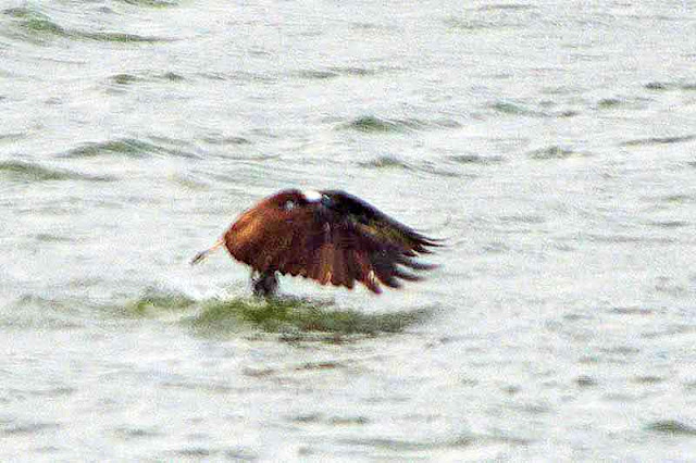 bird, osprey, leaving fresh water, wings forward