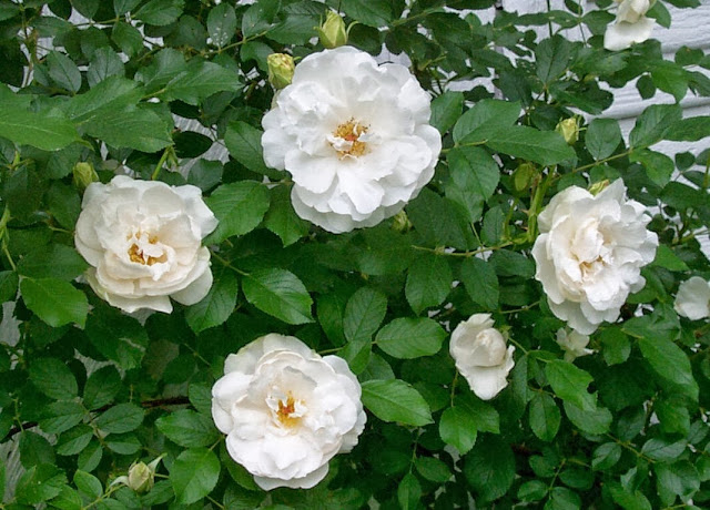 White Rose Wallpapers Free Download