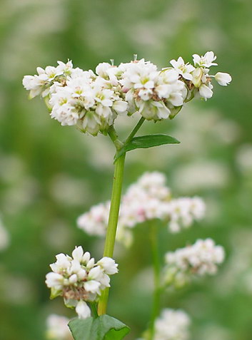Buckwheat Flower