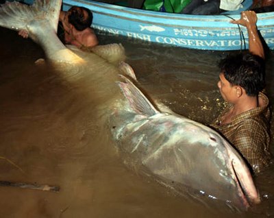 Giant+mekong+catfish+world+record