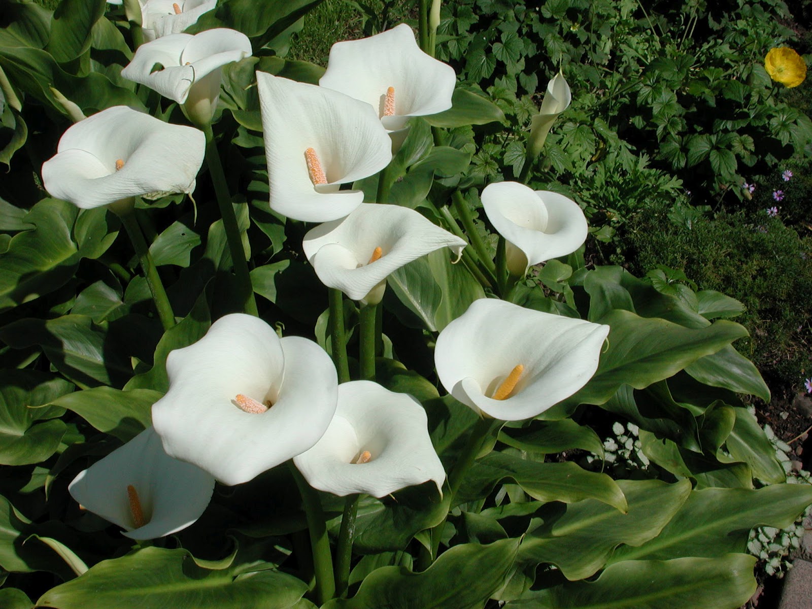 Zantedeschia (Calla Lily) Flowers
