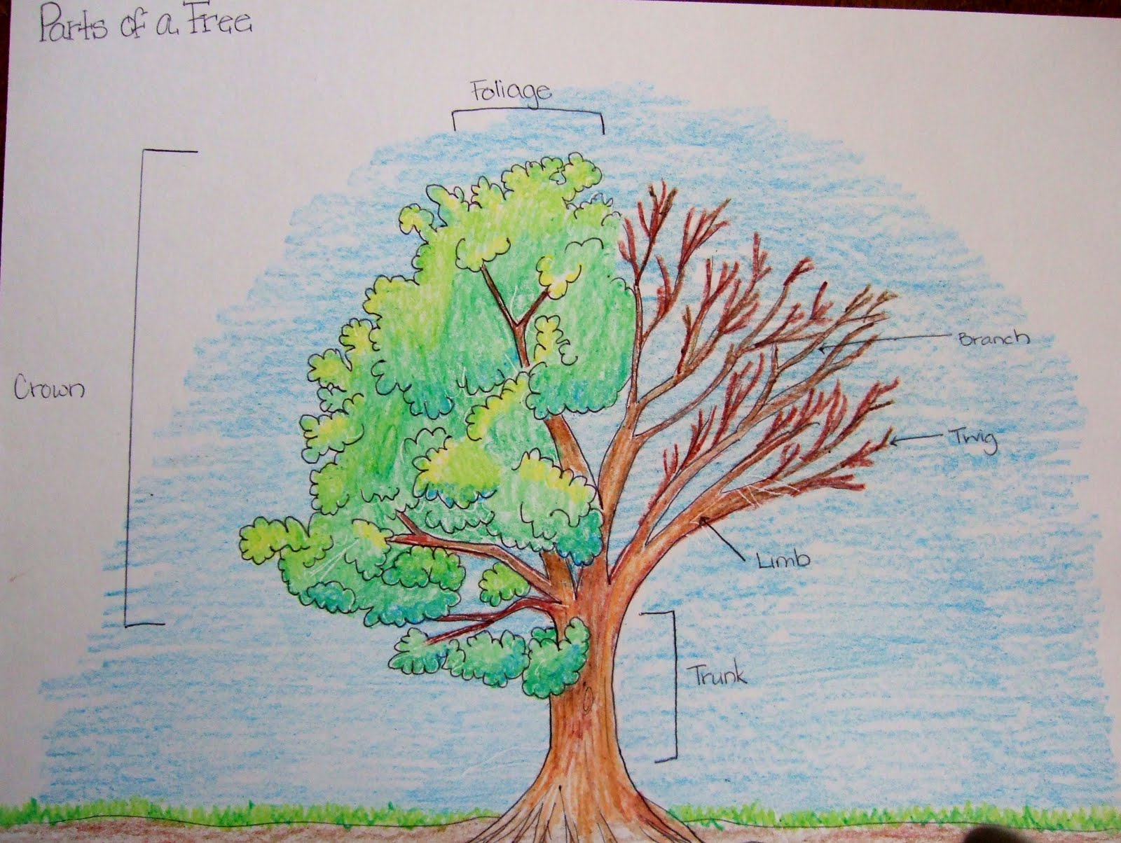The Inspired Classroom Parts Of A Tree; A Science Poster