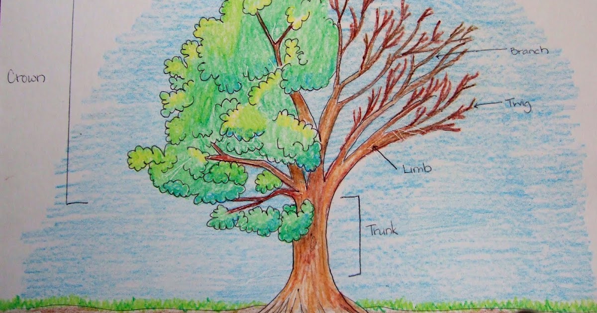 The Inspired Classroom Parts Of A Tree; A Science Poster