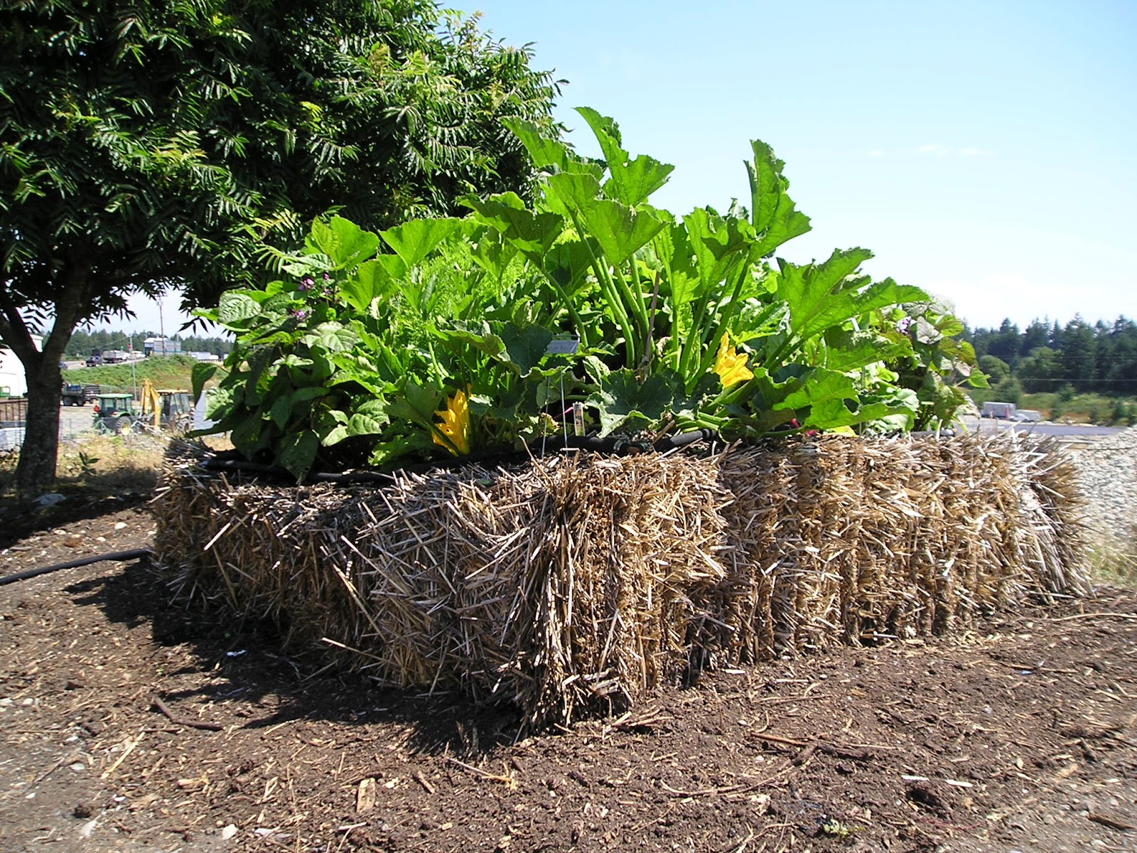 Two Sisters Gardening Have you tried straw bale gardening?