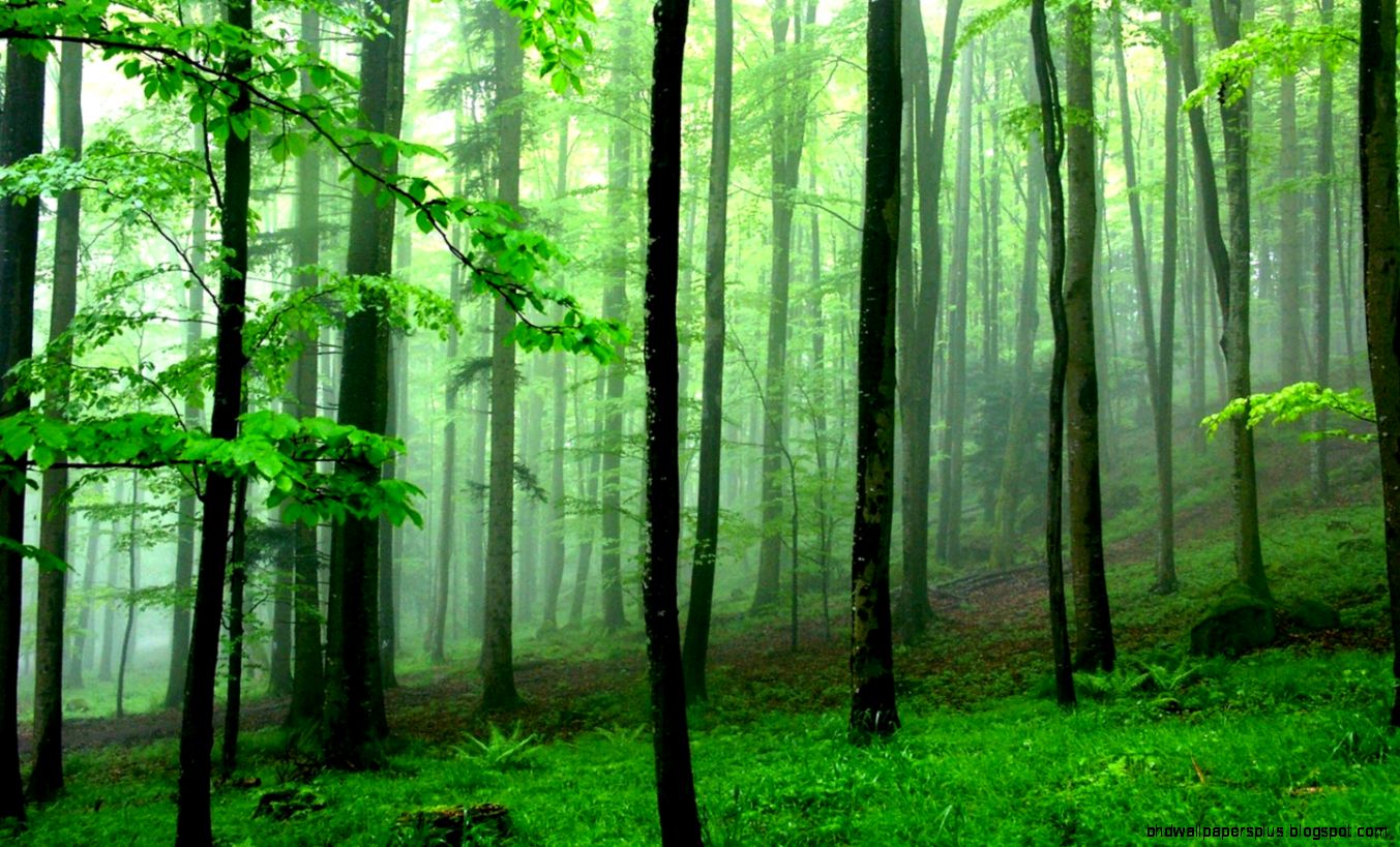 Green Forest Wallpaper Hd 1080P 12 HD Wallpapers Green Forest Wallpaper Hd 1080P 12 HD Wallpapers