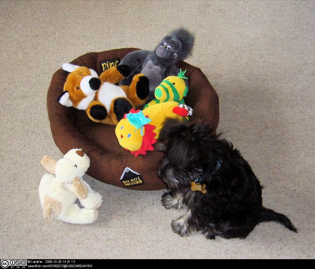 Hund Scheinschwanger Hecheln