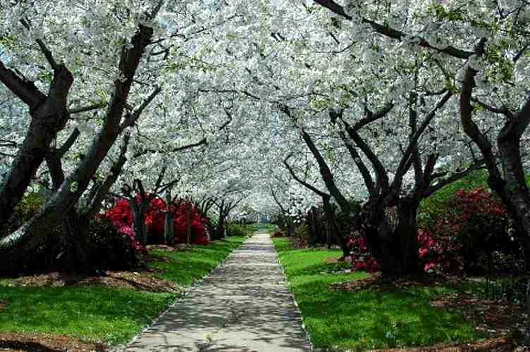 Cherry Blossom di Macon, Georgia Cherry Blossom di Macon, Georgia