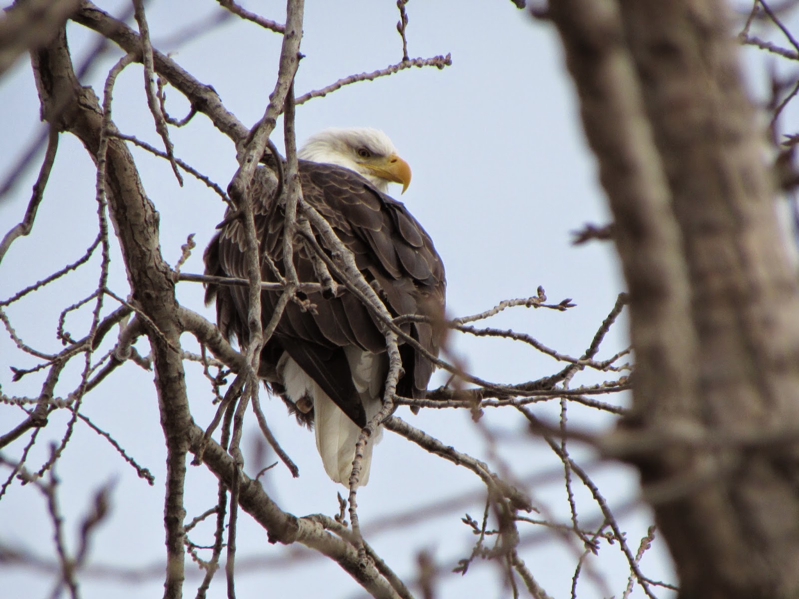 Our Life in Illinois Bald Eagle Watching Chillicothe 2015