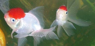 A pair of Oranda Goldfish
