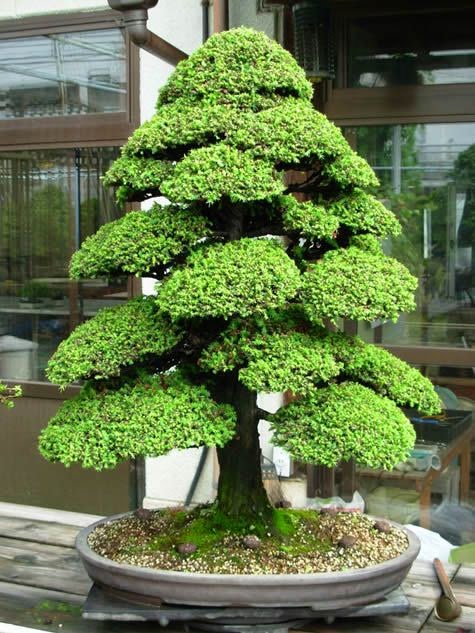 Astina Official Macam Macam Gaya Bonsai