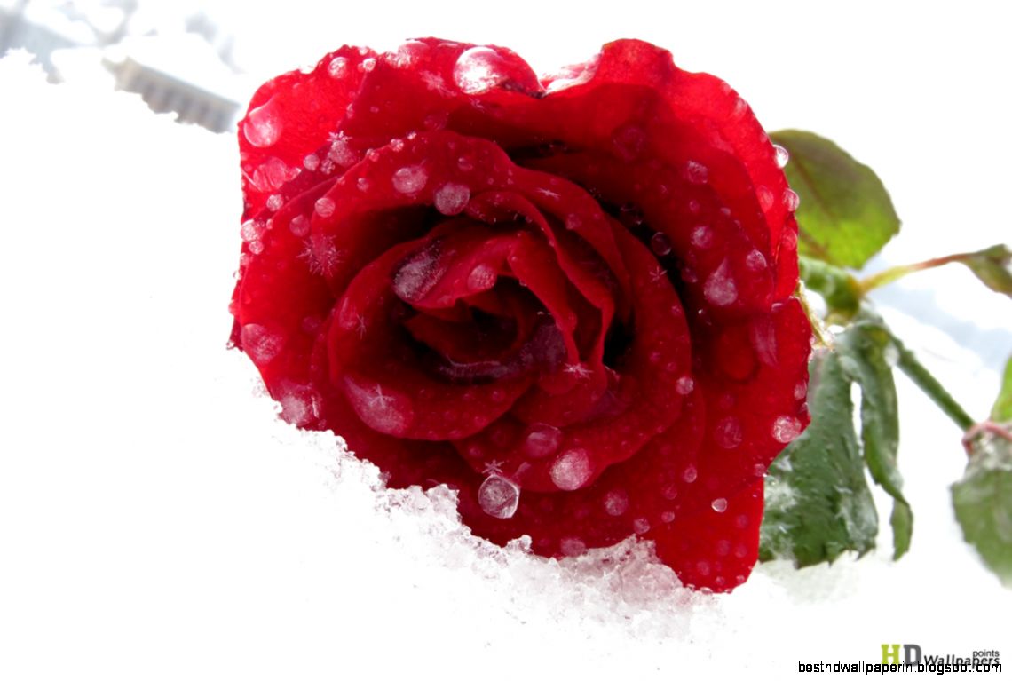 Fresh Red Roses Wallpapers HD Wallpaper Fresh Red Roses Wallpapers HD Wallpaper