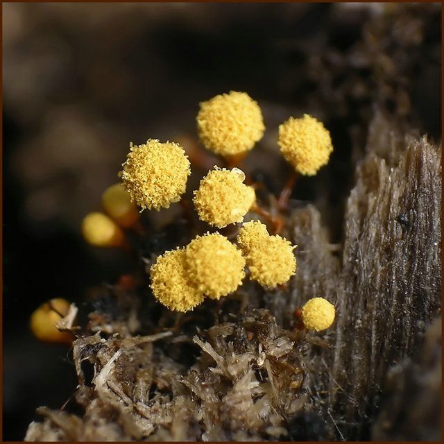 Biologi dan Sejarah Protista Mirip Jamur