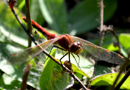 Dragonfly In Amber Onread