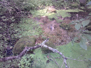 water bubbling up from ground to make creek.  covered in watercress plants