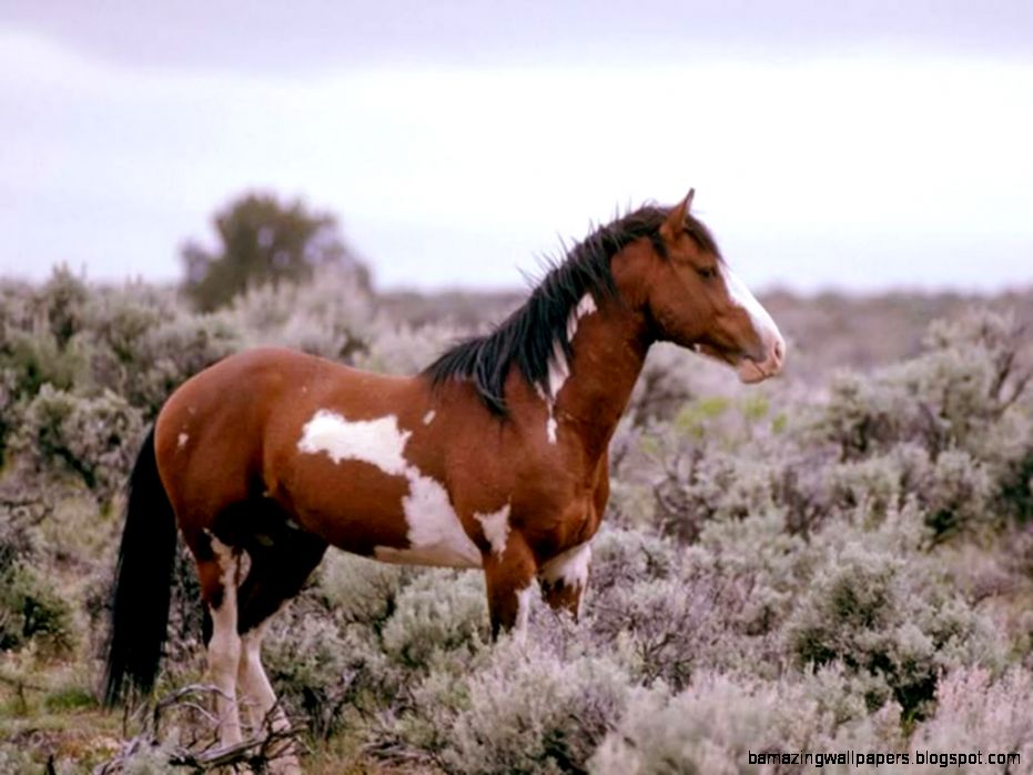 Wild Paint Horses Courseimage Wild Paint Horses Courseimage