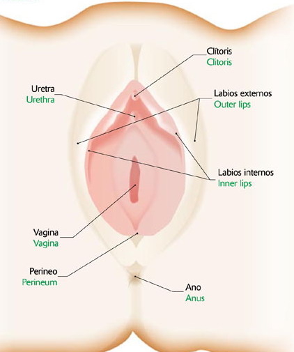 GENITAL FEMENINO EXTERNOS genital femenino externos: