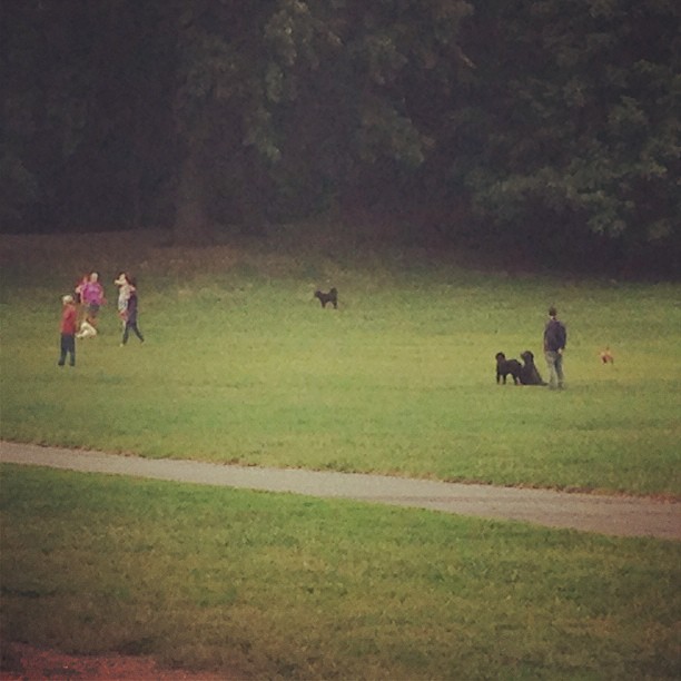 Urban Hounds See BeautifulProspect Park Dogs
