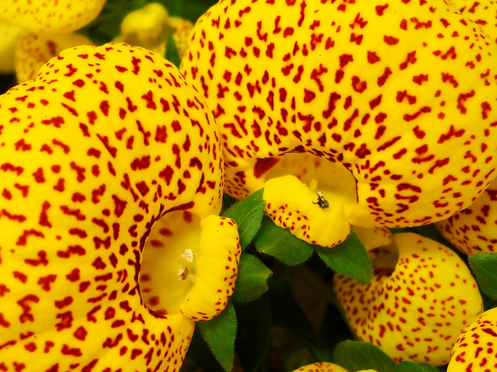 My Nature Photography Pocketbook Flowers (Calceolaria Herbeohybrida)