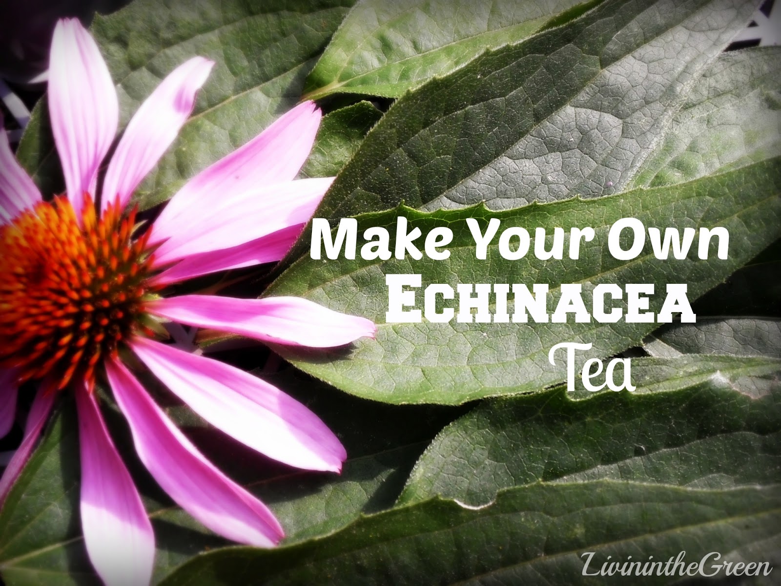 Livin' In The Green How to Make Your Own Echinacea Tea
