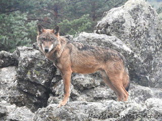 2015-10-06-Robledo%2Bcentro%2Bdel%2BLobo