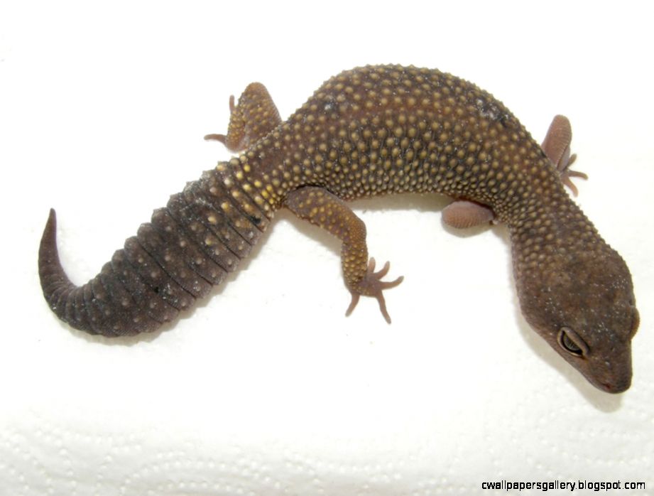 Midnight Blizzard Leopard Gecko
