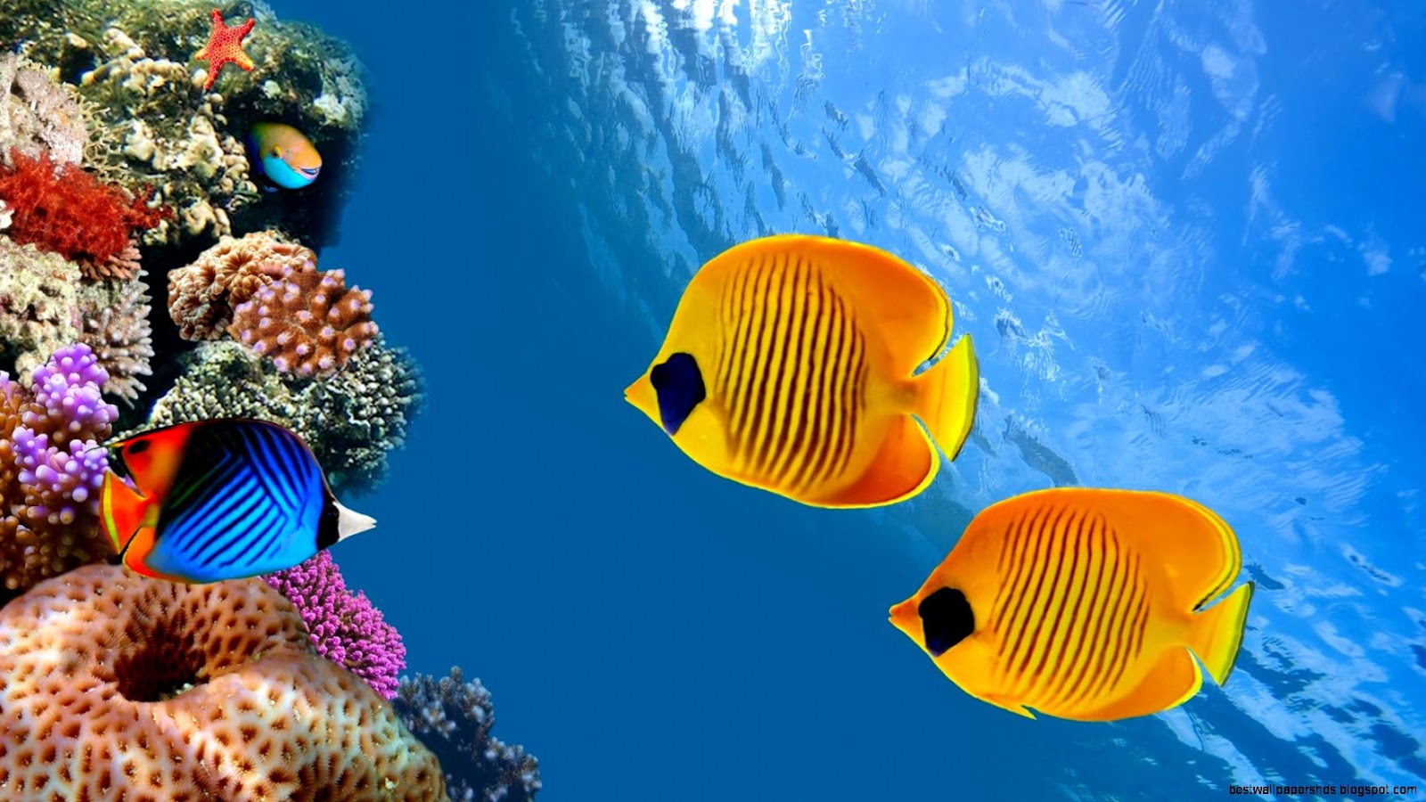 Underwater Ocean Colorful Fish Underwater Ocean Colorful Fish