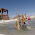 Why this tiger is happy to take a swim in the pool?