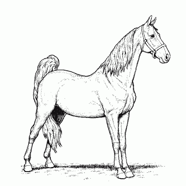 11 ideias de Meus Pins salvos  cavalo andaluz, páginas de colorir com  animais, moto da bmw